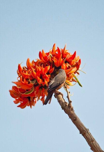 Fiore di Polash in piena fioritura