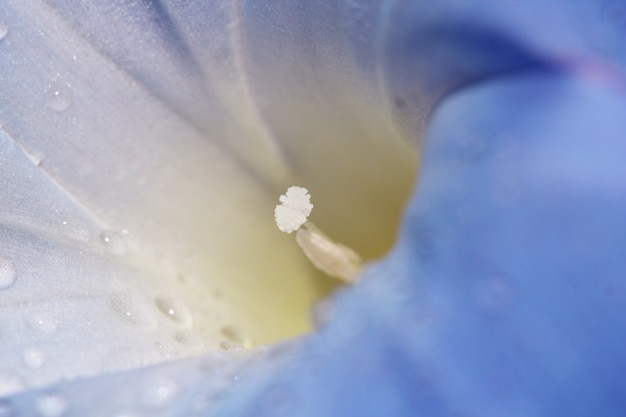 Fiore di polline viola