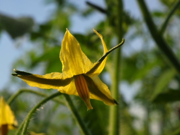 Fiore di pomodoro