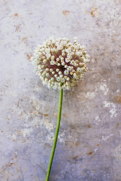 Fiore di porro selvatico