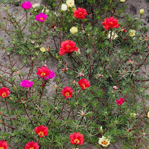 Fiore di Portulaca nel giardino estivo.