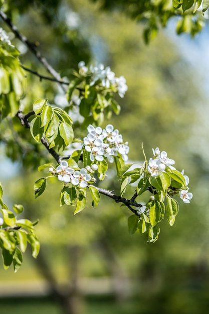 Fiore di primavera. Albero in fiore. Stampa primavera. Ramo Di Melo. Bocciolo di mela