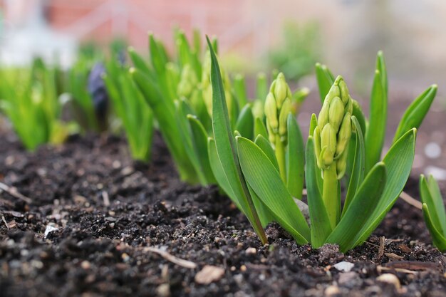 Fiore di primavera bianco