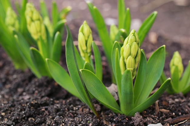 Fiore di primavera bianco