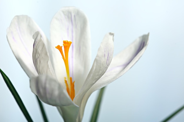 fiore di primavera croco bianco, sfondo astratto primaverile, concetto di natura