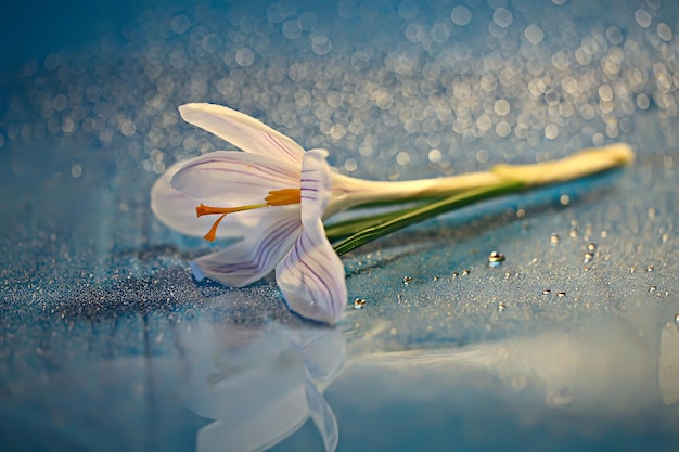 fiore di primavera croco bianco, sfondo astratto primaverile, concetto di natura