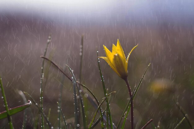 Fiore di primavera di Gagea lutea o cipolle d'oca primo piano Giallo StarOfBethlehem gocce d'acqua