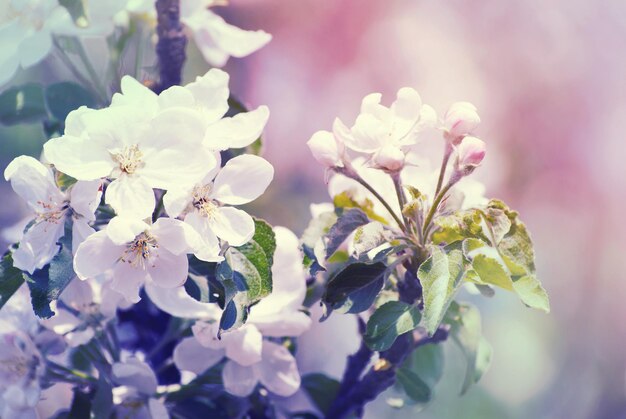 Fiore di primavera di melo con fiori bianchi