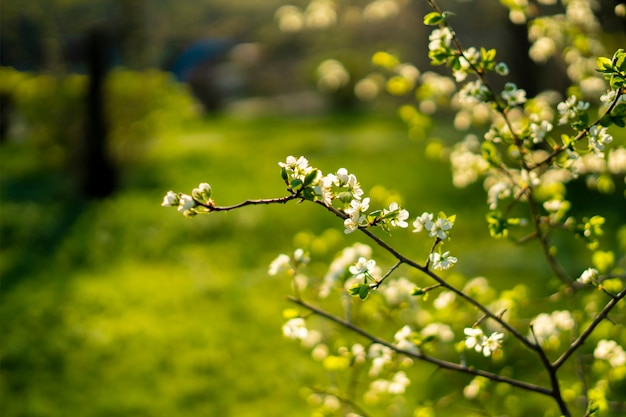 fiore di primavera fresca o fiore dell&#39;albero da frutto sotto il sole splendere