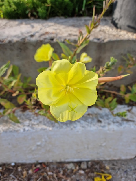 fiore di primavera giallo nel parco