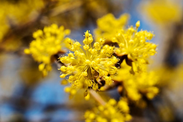 Fiore di primavera I fiori di Sansuyu sono conosciuti come ciliegio corniolo giapponese