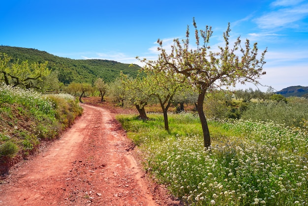 Fiore di primavera mandorla nel Mediterraneo