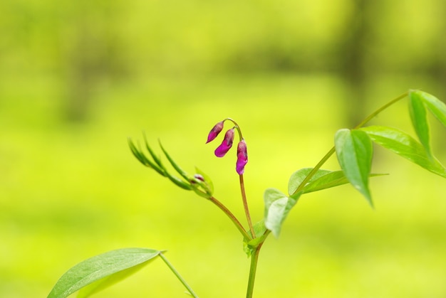 Fiore di primavera rosa sulla foresta