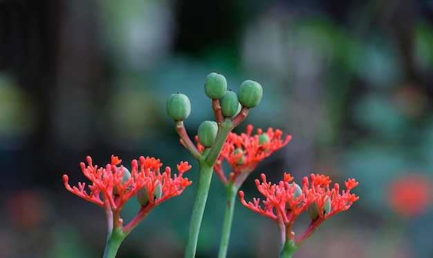 fiore di primavera rosa