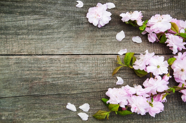 Fiore di primavera sakura