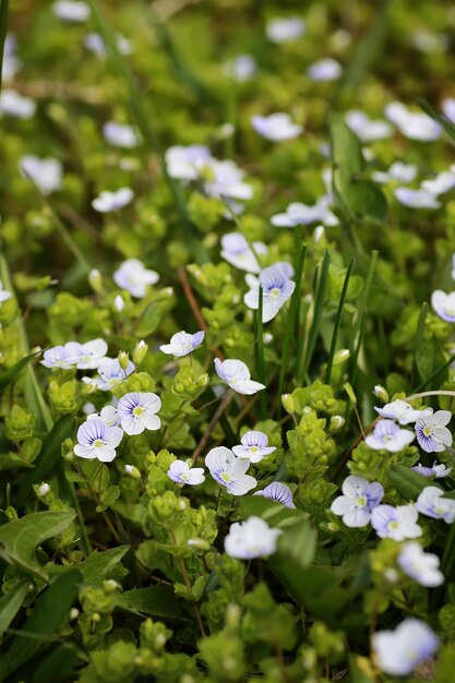 Fiore di primavera selvaggio in un campo