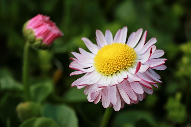 Fiore di primavera selvaggio in un campo