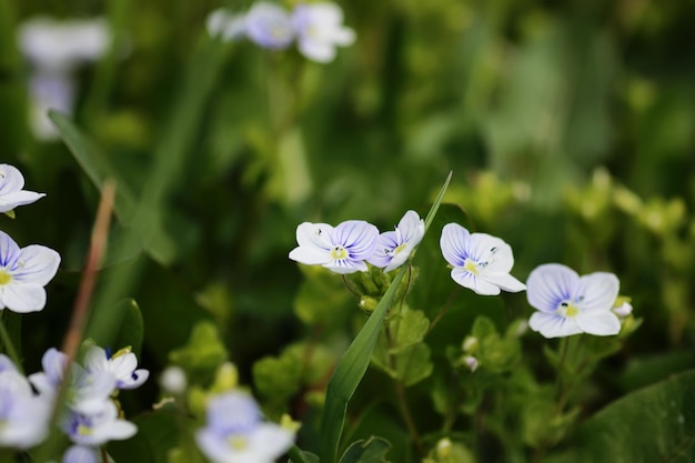 Fiore di primavera selvaggio in un campo