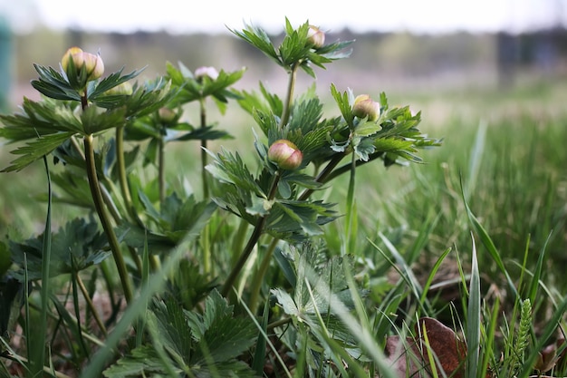 Fiore di primavera selvaggio in un campo