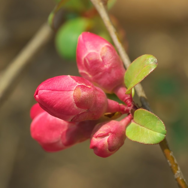 Fiore di primavera sull'albero Elemento di design