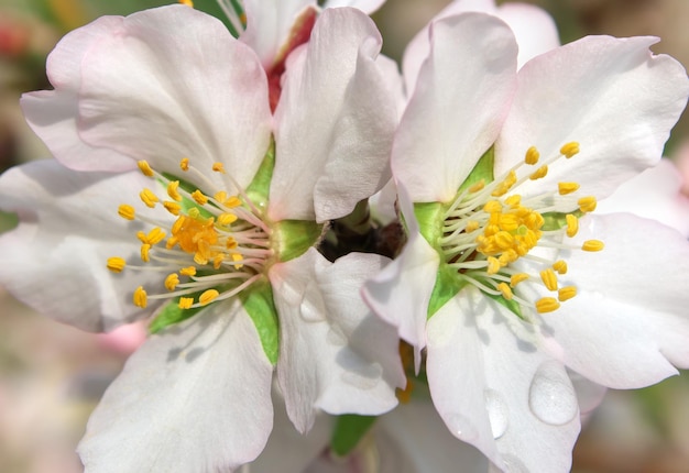 Fiore di primavera sull'albero