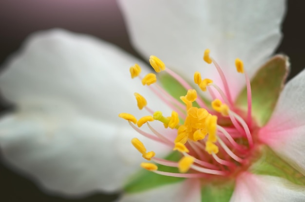 Fiore di primavera sull'albero