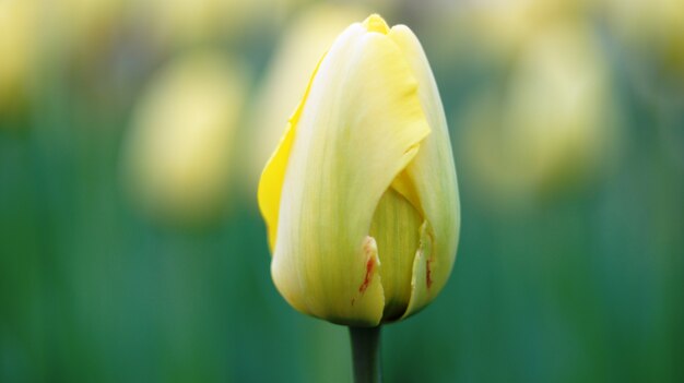 Fiore di primavera, tulipano giallo.