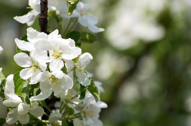 fiore di primavera