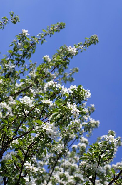 fiore di primavera