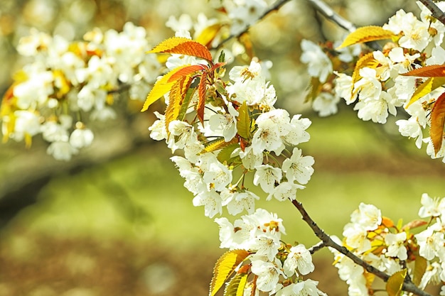 fiore di primavera