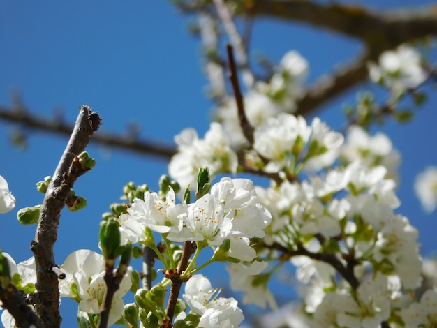 Fiore di primavera