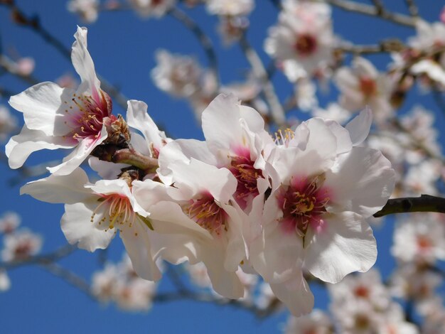 Fiore di primavera