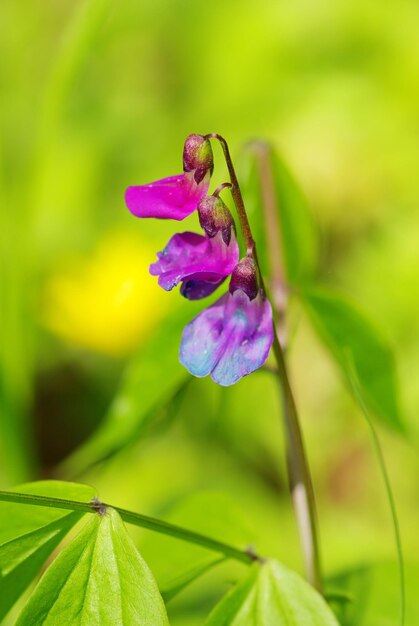 fiore di primavera