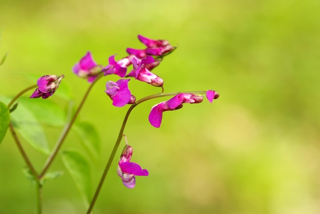 fiore di primavera