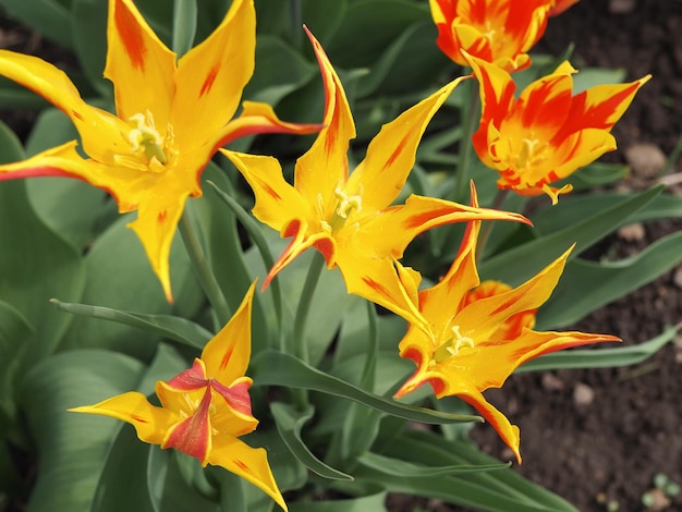 Fiore di primo piano tulipano giallo-rosso. Regione di Leningrado, Russia.