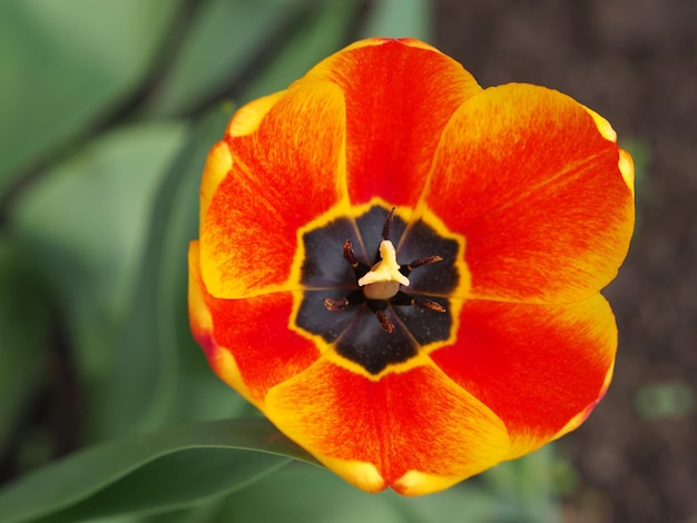 Fiore di primo piano tulipano giallo-rosso. Regione di Leningrado, Russia.