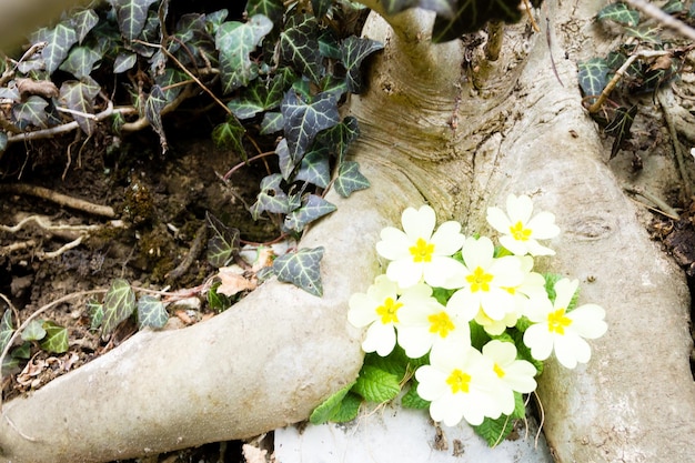 Fiore di primula nel bosco vicino sullo sfondo della natura Sfondo di fiori selvatici