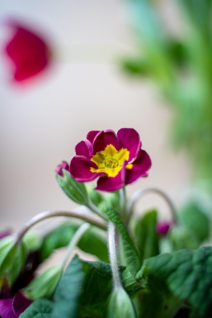 fiore di primula vicino fiori primaverili