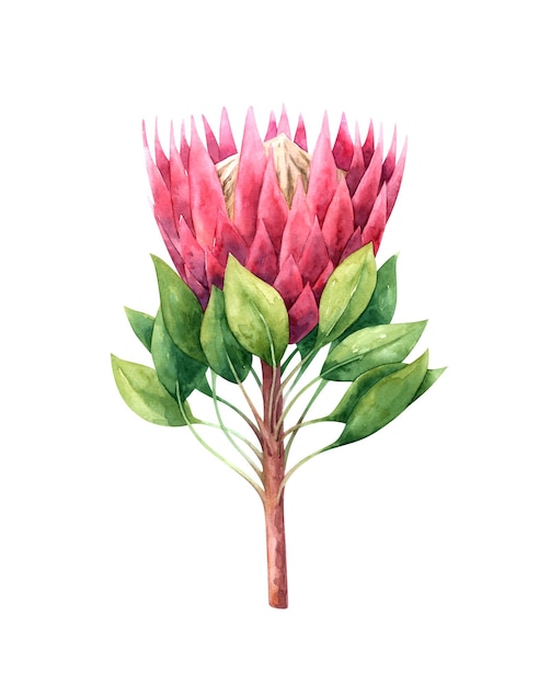 Fiore di protea dell'acquerello dipinto a mano isolato su priorità bassa bianca