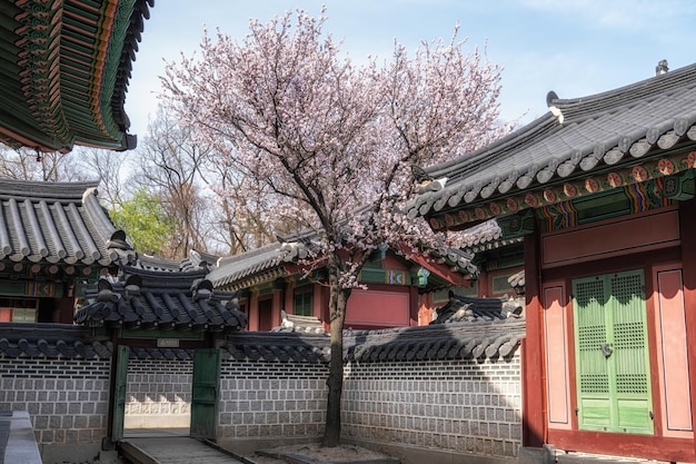 Fiore di prugna a forma di cuore albero in fiore nel palazzo di Changdeokgung scattato a Seoul, Corea del Sud