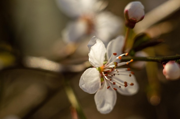 fiore di prugna, alberi in fiore, frutteto