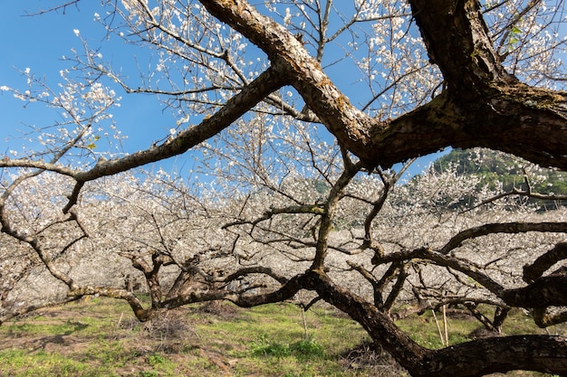 Fiore di prugna bianca sotto il cielo blu durante il giorno invernale a Nantou, Taiwan