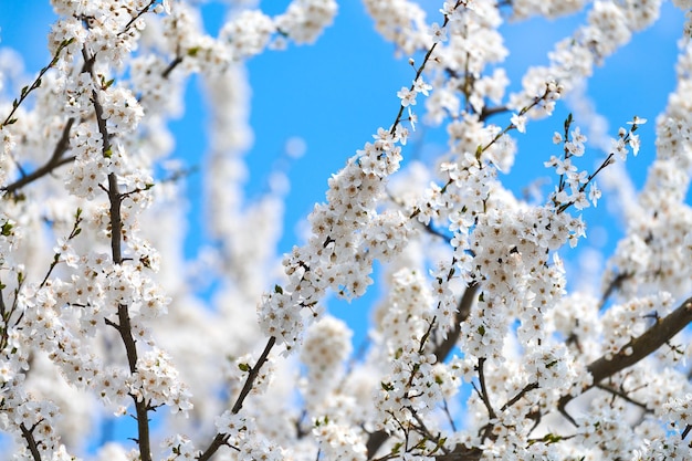 Fiore di prugna bianco su sfondo blu cielo bellissimi fiori bianchi di albero di prunus nel giardino della città