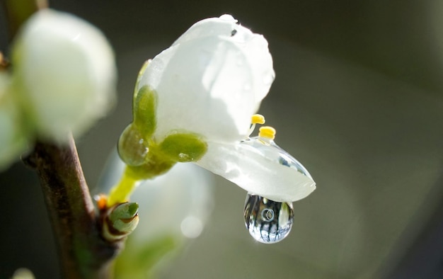 Fiore di prugna con goccia di pioggia da vicino in natura