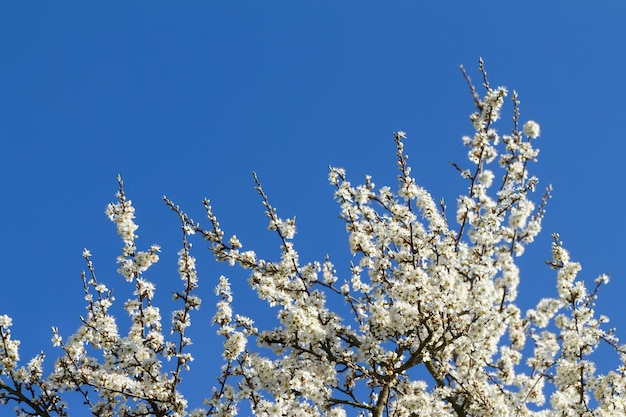 Fiore di prugnolo su cielo blu Ramo con fiori bianchi