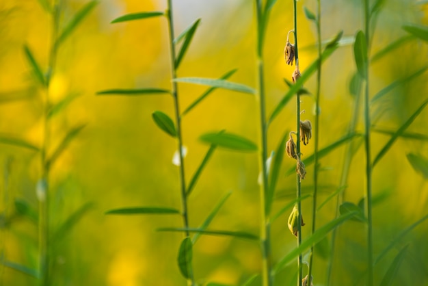 Fiore di Pummelo, foto della pianta gialla