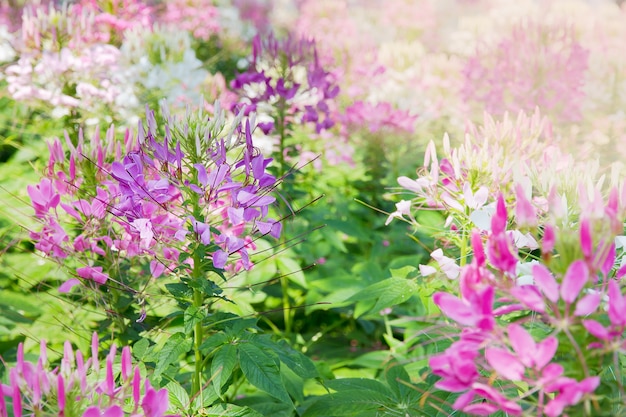 Fiore di ragno (Cleome spinosa Jacq).