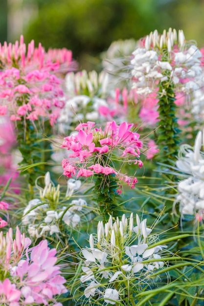 Fiore di ragno rosa e bianco (hassleriana di Cleome)