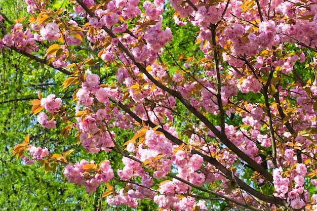 Fiore di ramoscello di ciliegio giapponese rosa (sfondo della natura)