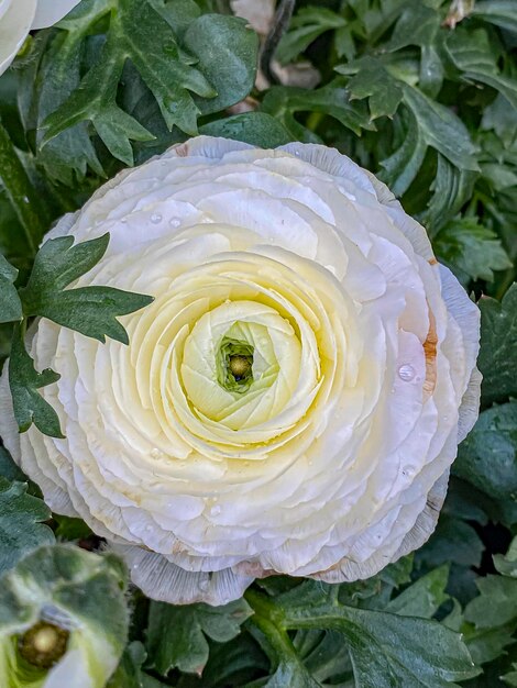 Fiore di ranuncolo bianco con gocce d'acqua sui petali